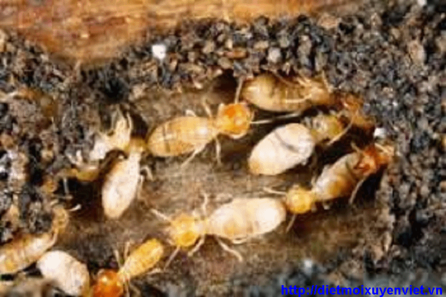 Dịch vụ diệt mối hiệu quả